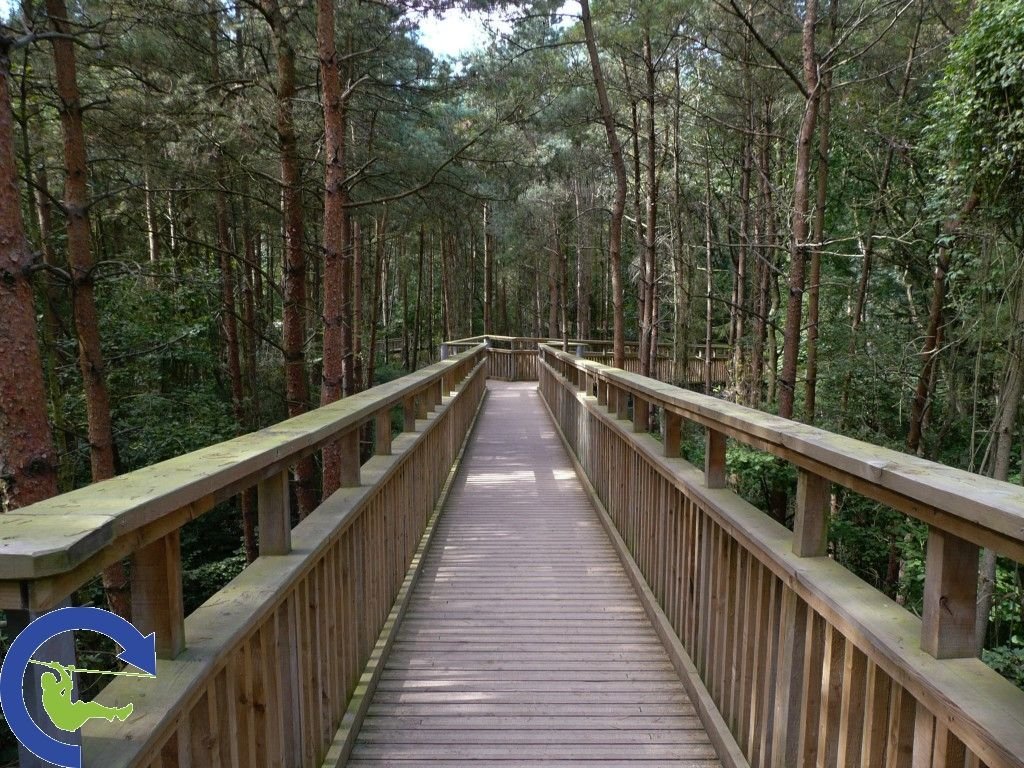 treetopwalk_6.jpg
